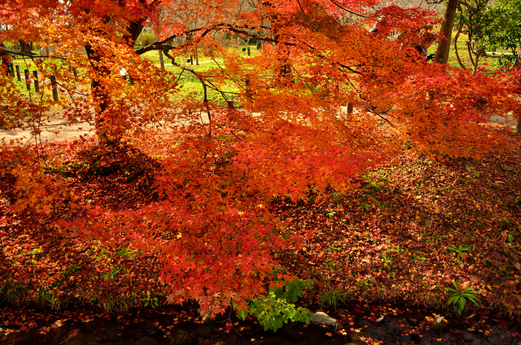 紅葉の葉