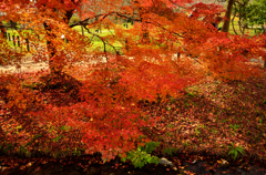 紅葉の葉
