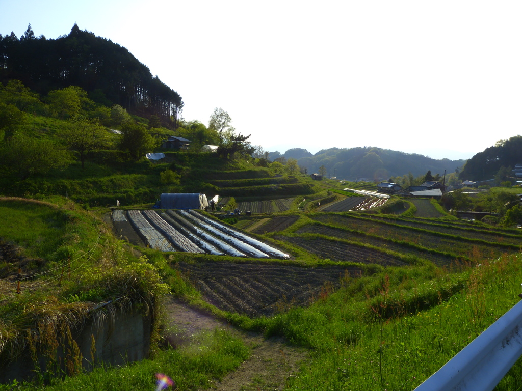 明日香村棚田風景_02
