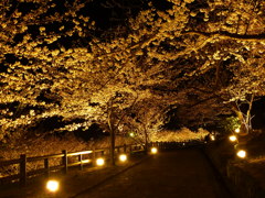 敦盛桜の夜景