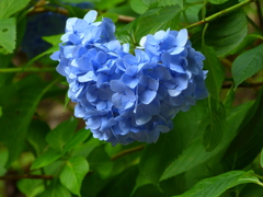 花_11（ハートあじさい）