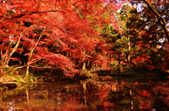 憩いの紅葉風景