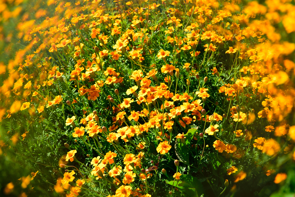 花_034