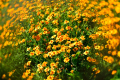 花_034