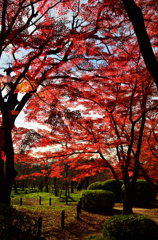 木陰から