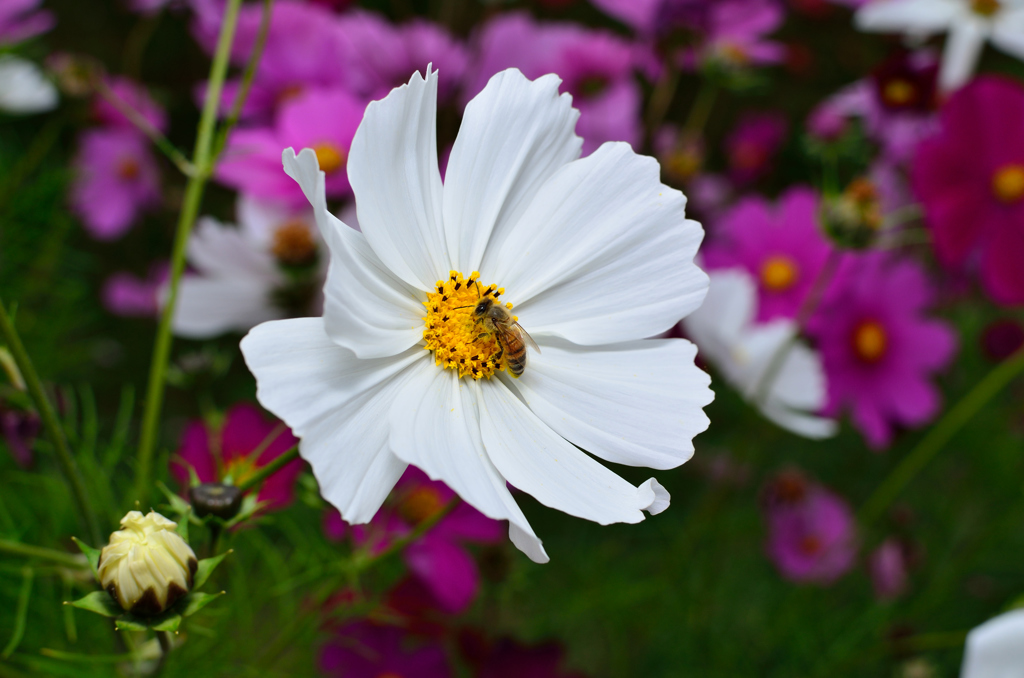 花_055