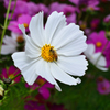 花_055