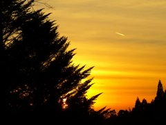 木々と夕日