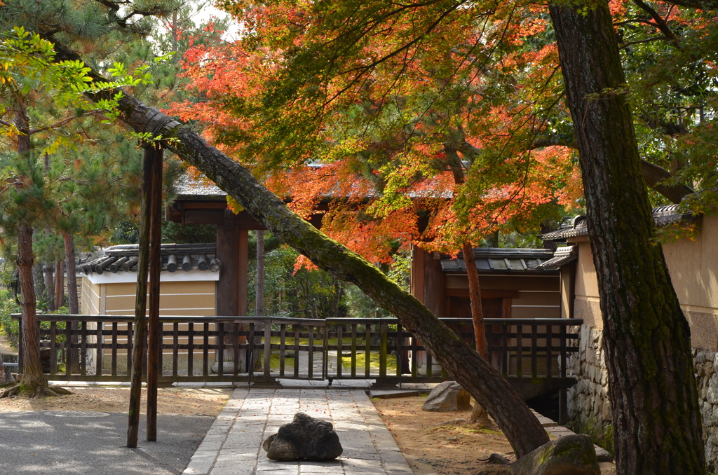 木と石と紅葉