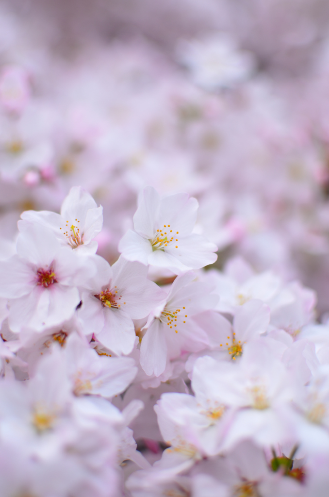 花_078（2016桜）
