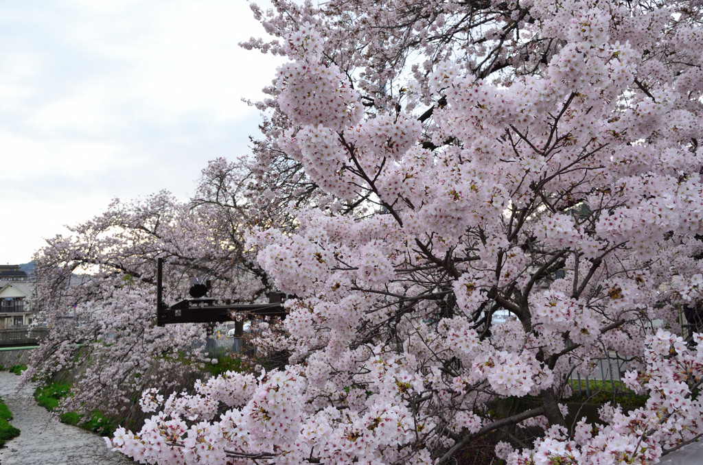 花_078（2016桜）