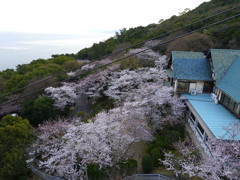 斜面桜