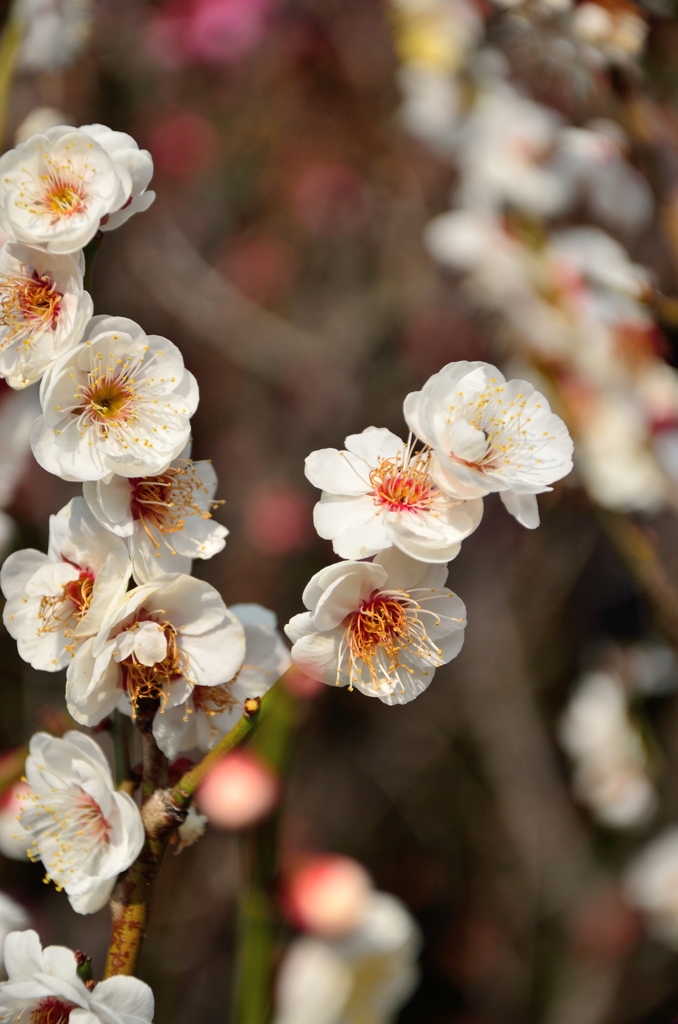 花_058