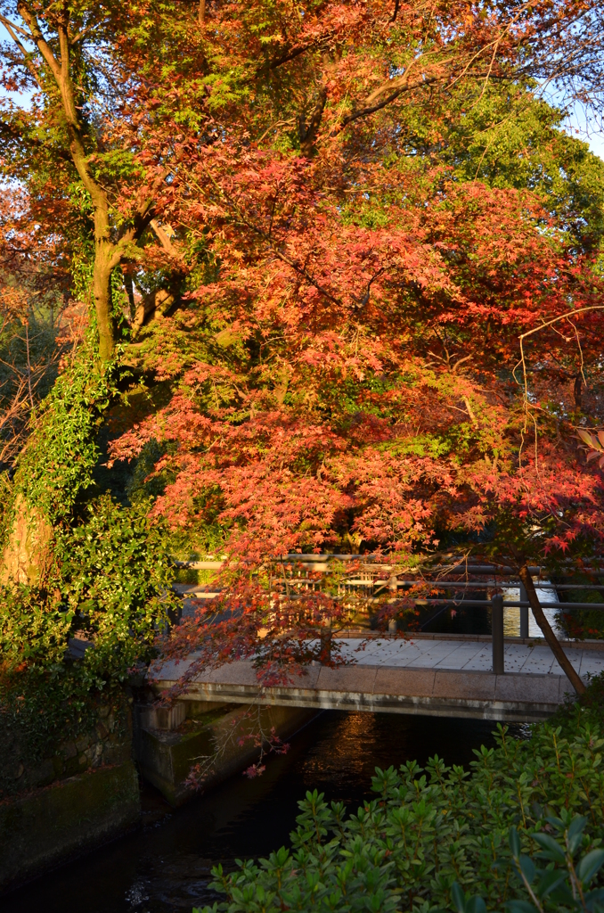 朝日と紅葉