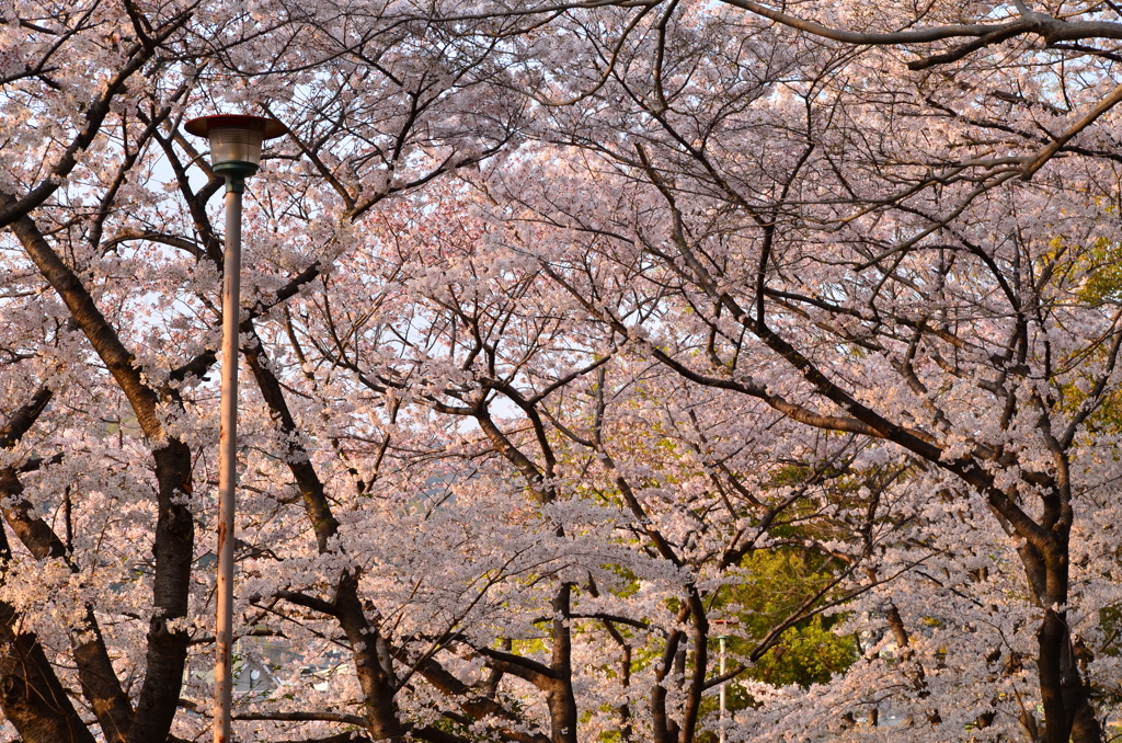 花_151（2019桜）