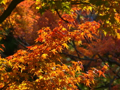 紅葉最前線