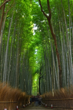 竹林の出口