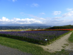 上富良野風景11