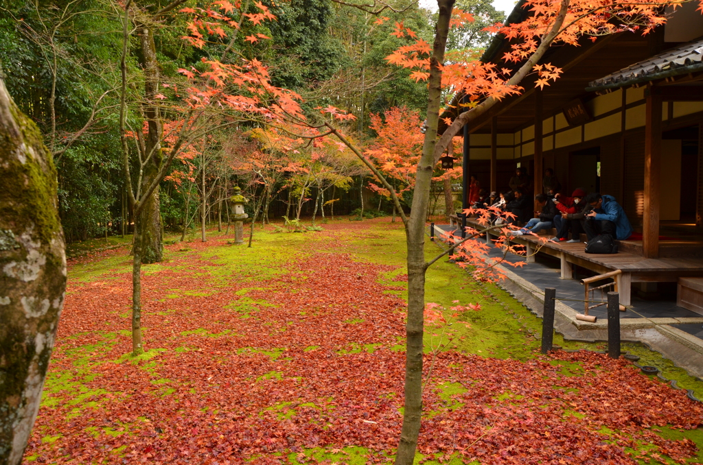 紅葉風情