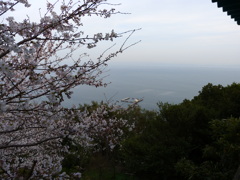 桜の向こうに海釣公園
