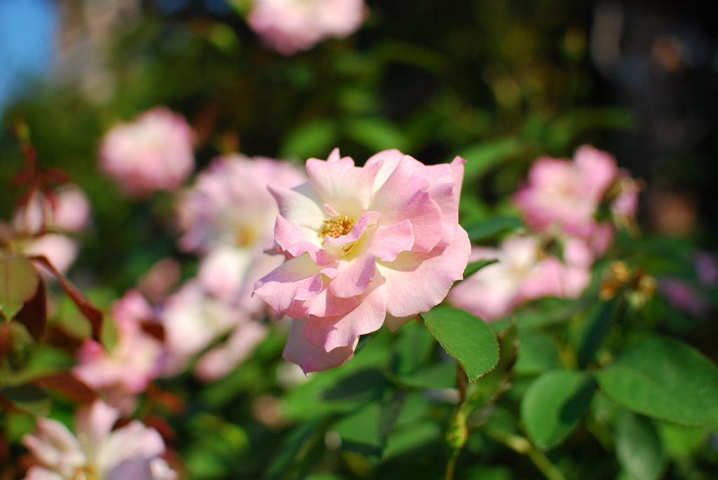 花_028