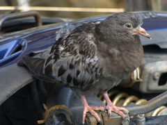 飛べない鳥