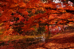 紅葉満載