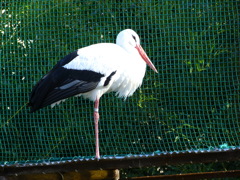 王子動物園_05