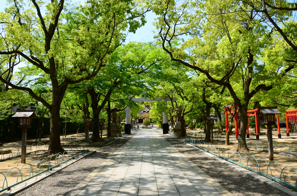 新緑の参道