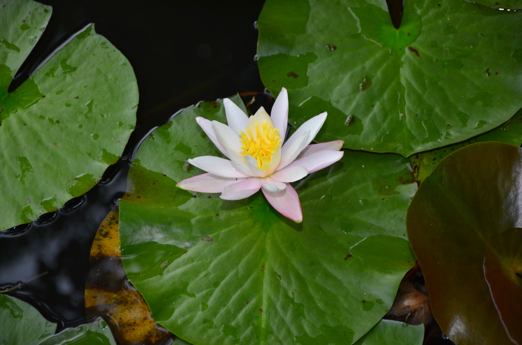 花_07