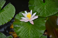 花_07
