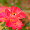 花_054