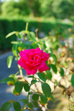 花_027