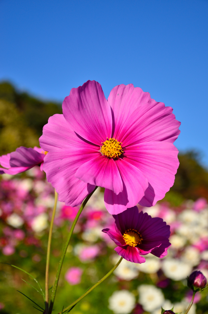 花_053