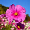 花_053