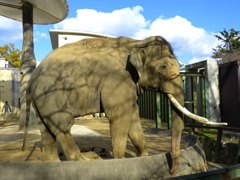 王子動物園_06