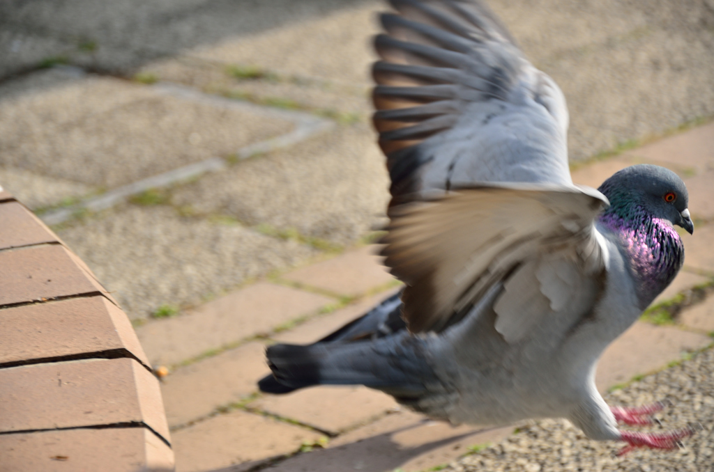 鳩のジャンプ