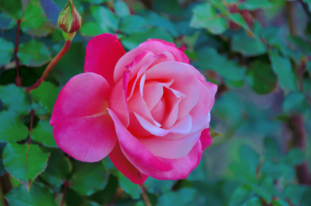 花_056