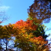 紅葉の進捗