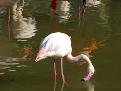 王子動物園_02