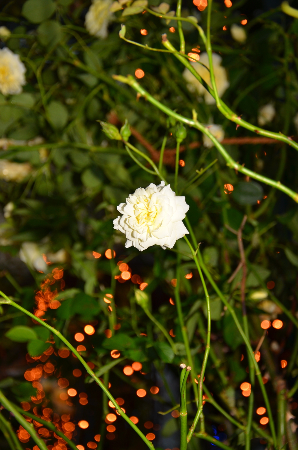 花_026
