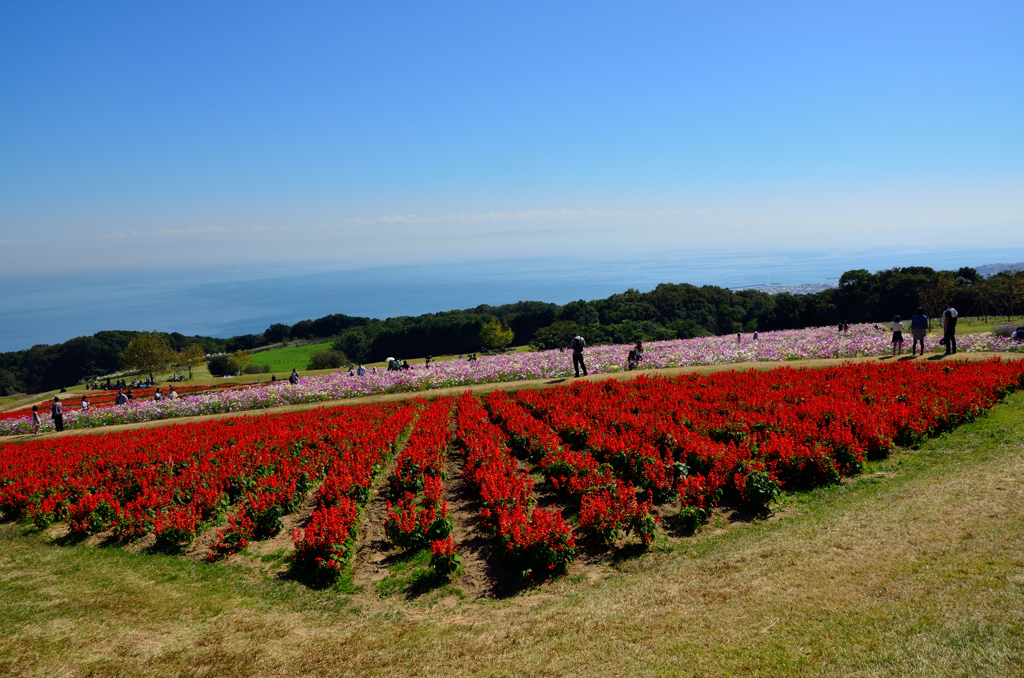 お花畑