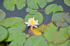 花_06