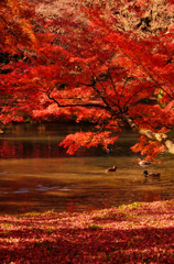 昼下がりの紅葉風景