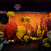相楽園菊花展（夜間ライトアップ）_17