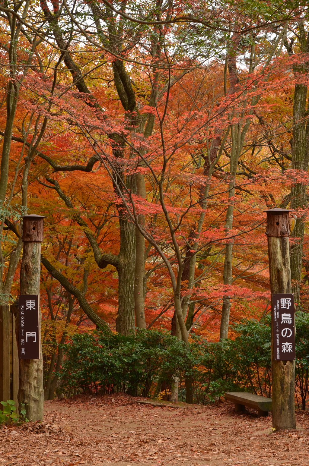 野鳥の森紅葉