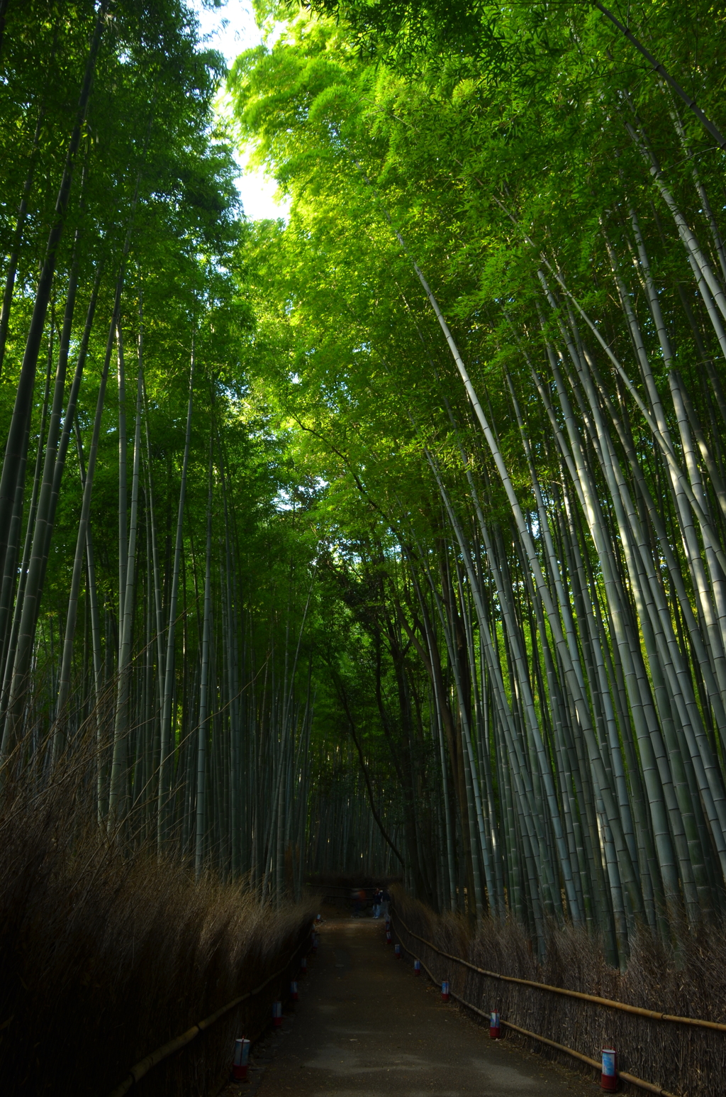 竹林の小径