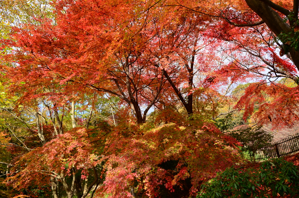 紅葉中