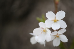 sakura