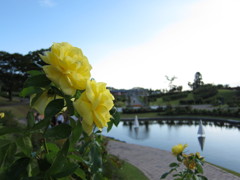 バラ公園